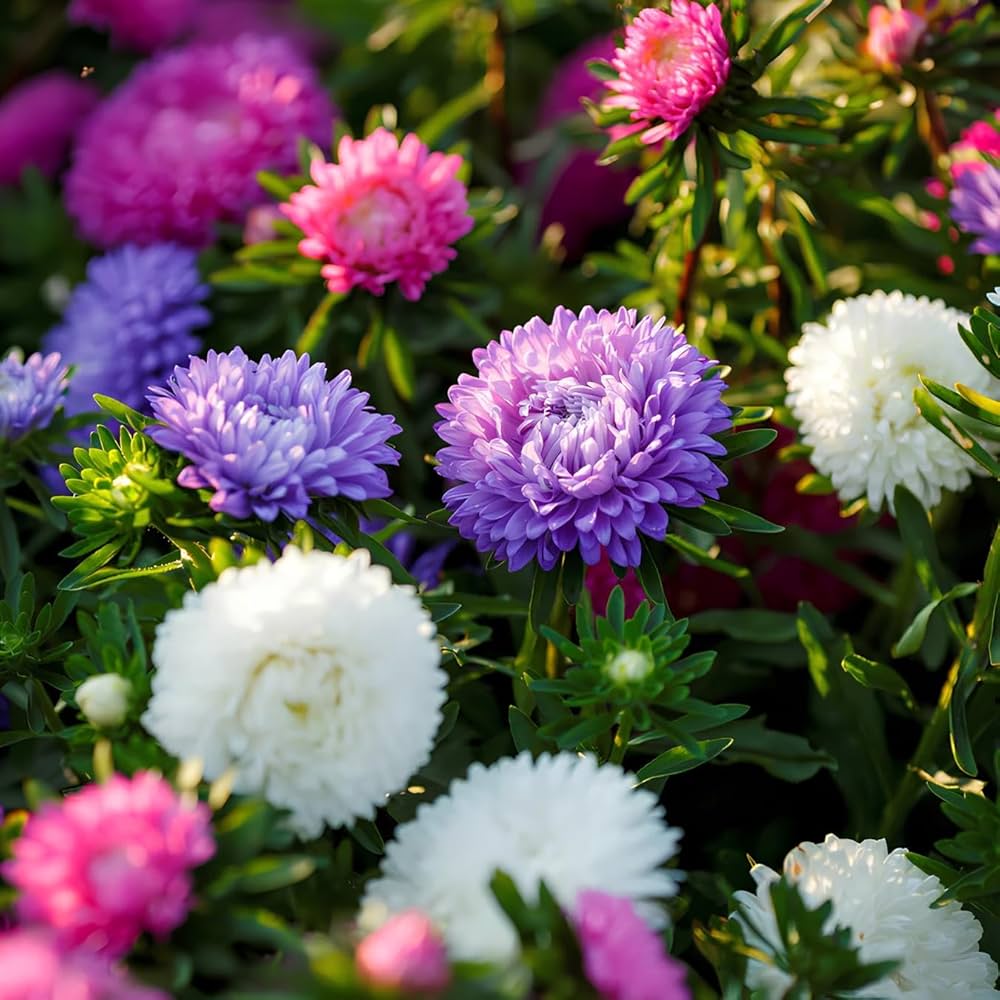 Heirloom China Aster Flower seeds for Planting Cottage Garden Essential Heirloom & GMO Free Seeds for Home Garden