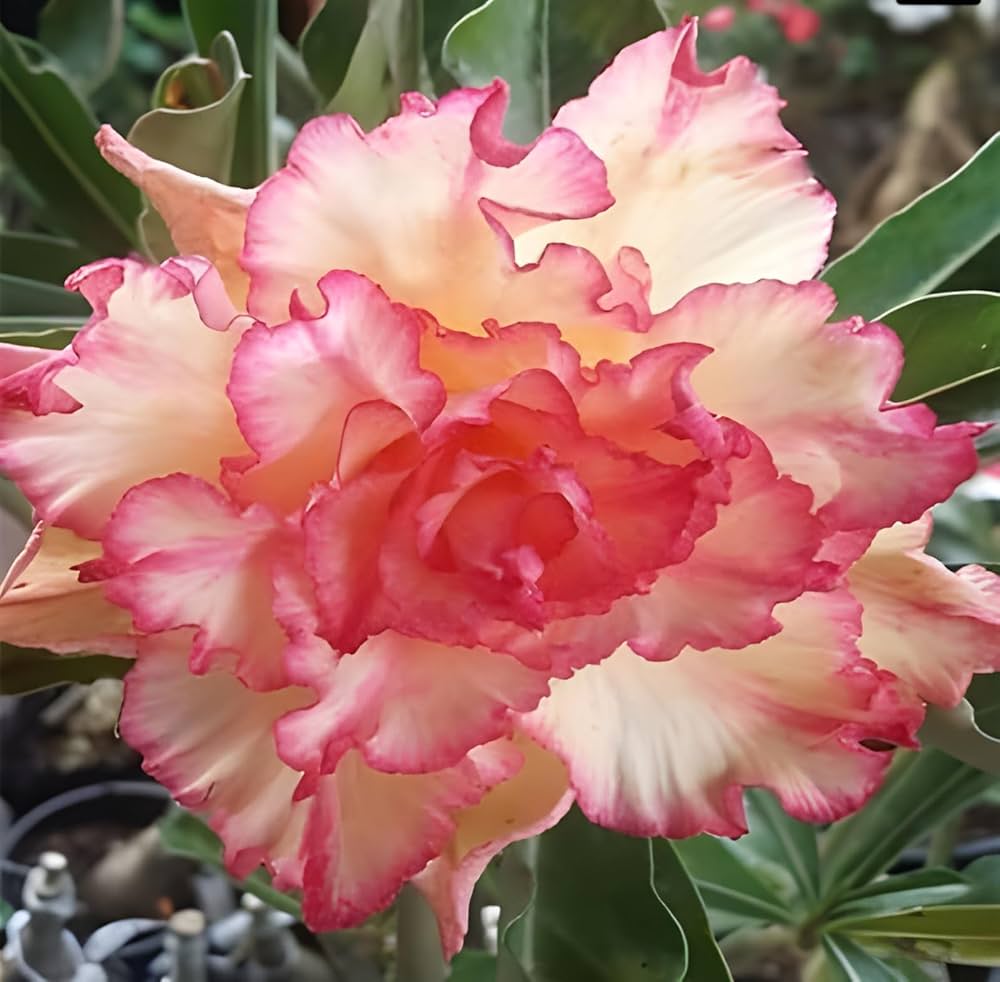 Cream Pink Adenium Flower seeds for Planting - Long Bloom Season, Heirloom & GMO Free Seeds for Home Garden