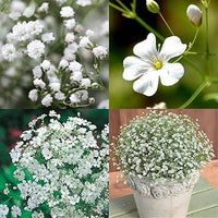 Gypsophila Flores Flower seeds for Planting - Long Bloom Season, Heirloom & GMO Free Seeds for Home Garden