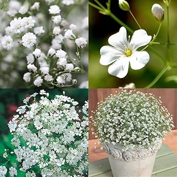 Gypsophila Flores Flower seeds for Planting - Long Bloom Season, Heirloom & GMO Free Seeds for Home Garden