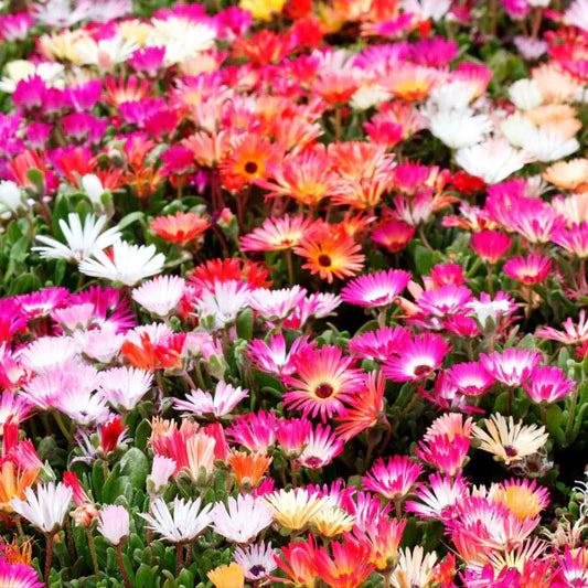 Mesembryanthemum Flower seeds for Planting Pollinator Friendly Heirloom & GMO Free Seeds for Home Garden