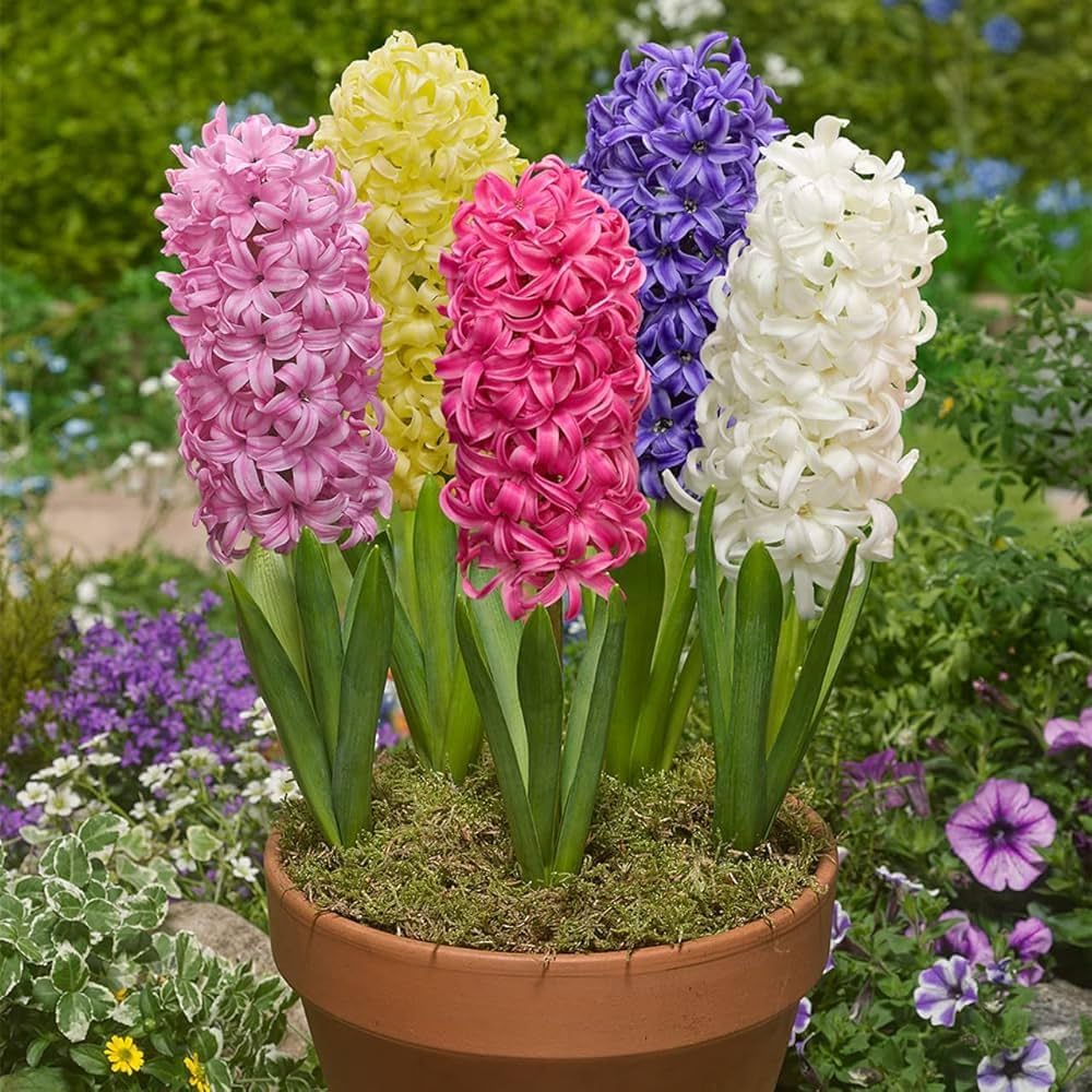 Hyacinth Flower seeds for Planting - Shade Tolerant, Heirloom & GMO Free Seeds for Home Garden