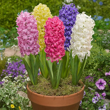 Hyacinth Flower seeds for Planting - Shade Tolerant, Heirloom & GMO Free Seeds for Home Garden