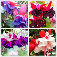 Fuchsia Flower seeds for Planting - Vibrant Colors, Heirloom & GMO Free Seeds for Home Garden