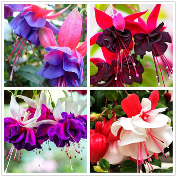 Fuchsia Flower seeds for Planting - Vibrant Colors, Heirloom & GMO Free Seeds for Home Garden