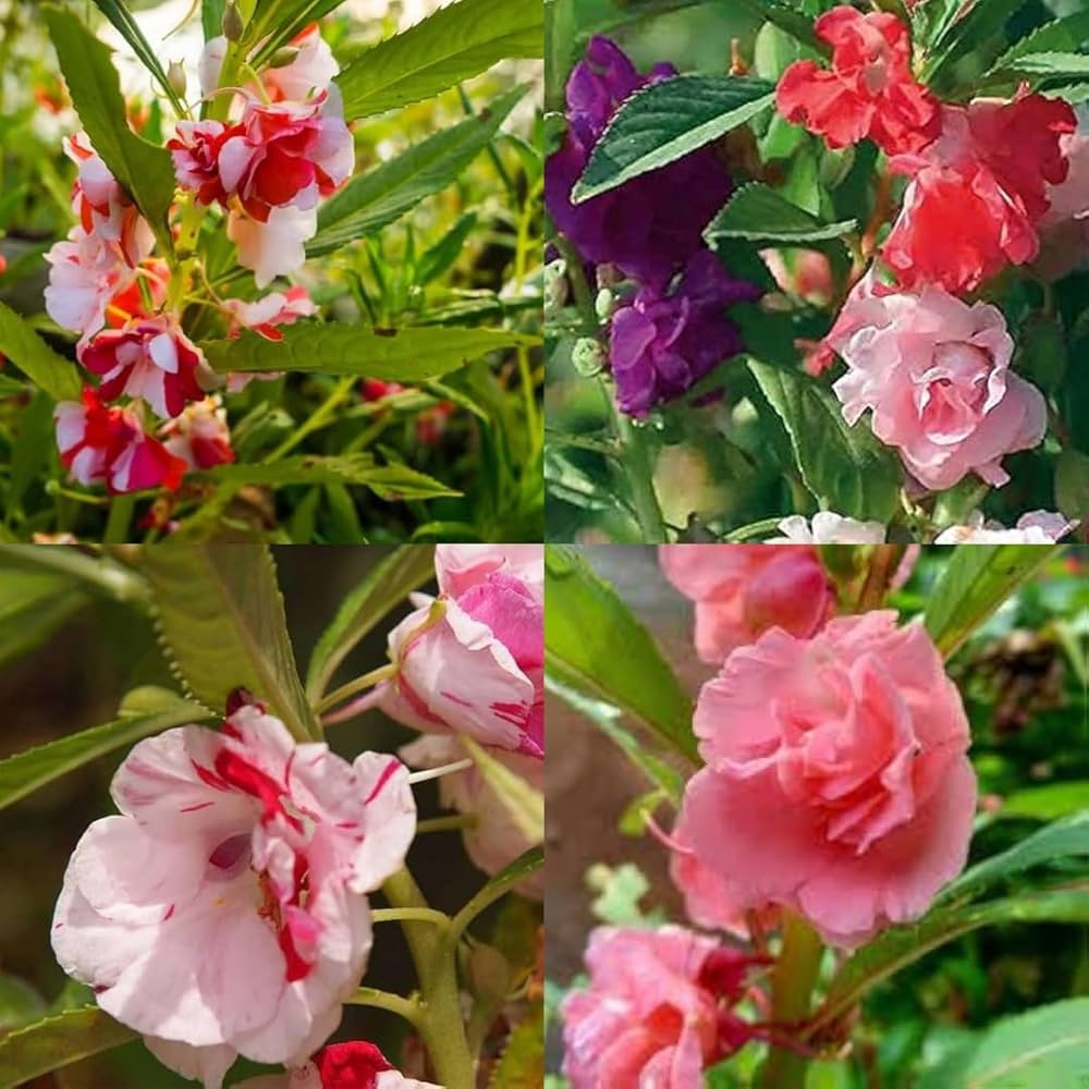 Balsamine Flower seeds for Planting Hardy Variety Heirloom & GMO Free Seeds for Home Garden