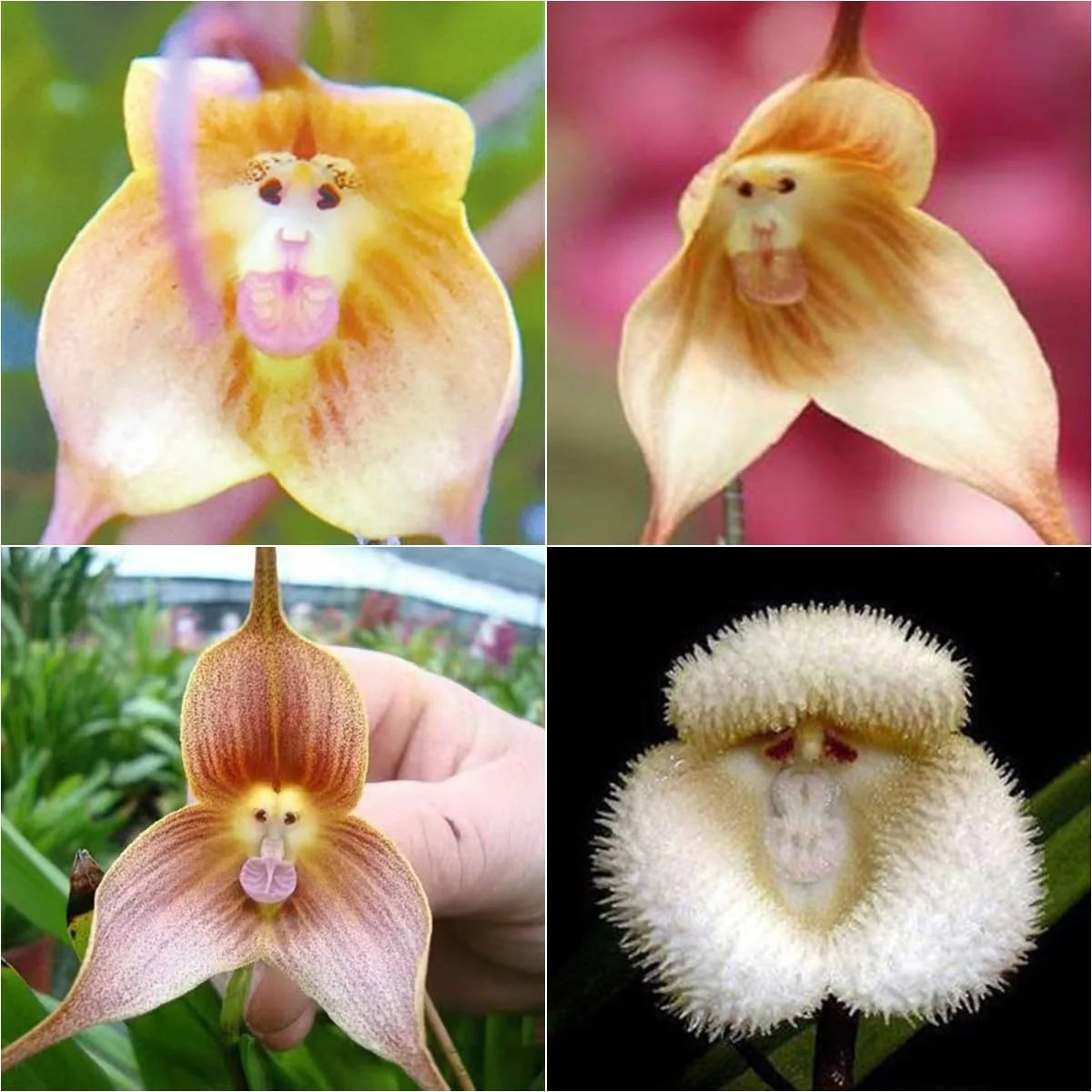 NonGMO Yellow Monkey Face Orchid Flower seeds for Planting Wildflower Mix Heirloom & GMO Free Seeds for Home Garden 
 
 Sale