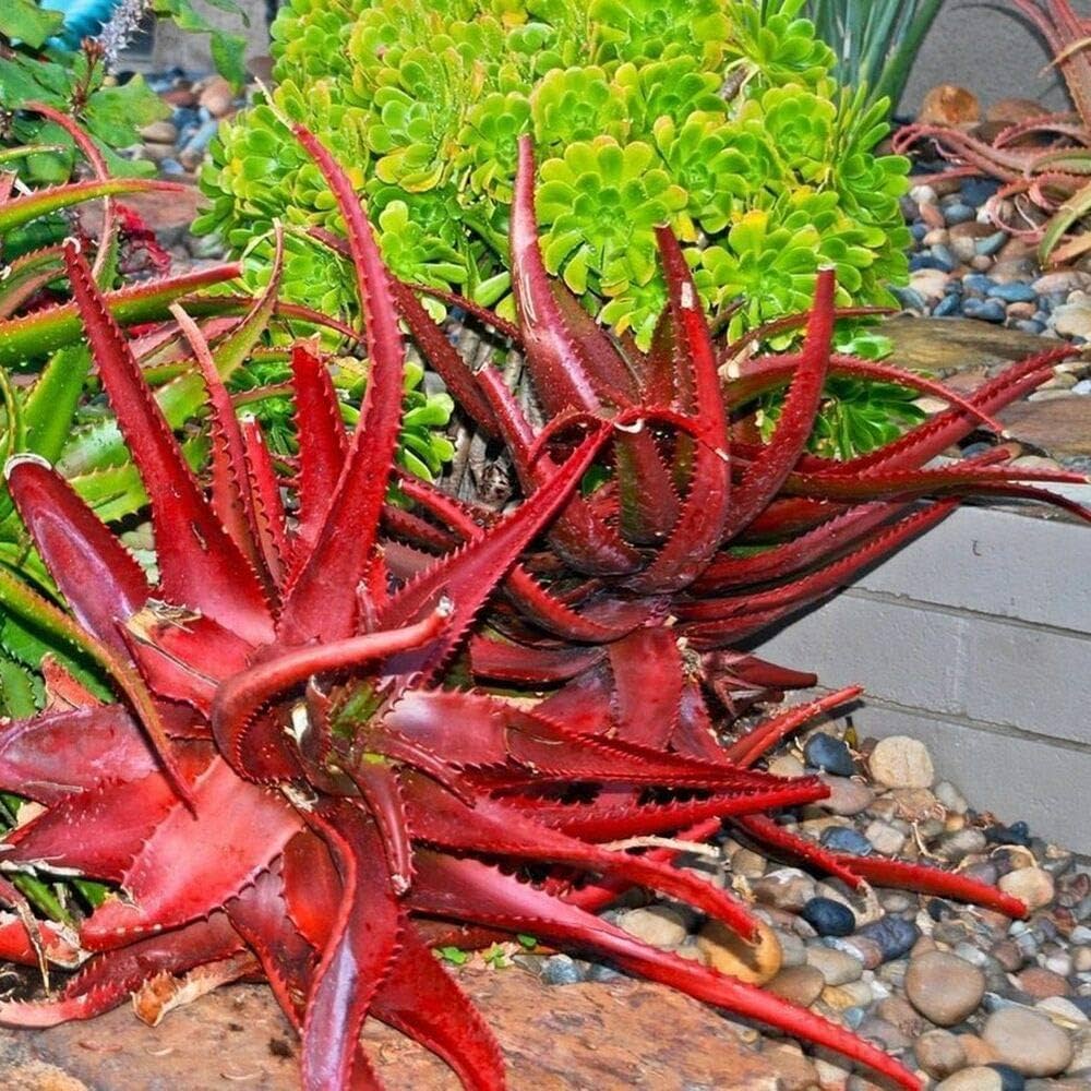 Red Aloe Flower seeds for Planting Compact Growth Heirloom & GMO Free Seeds for Home Garden