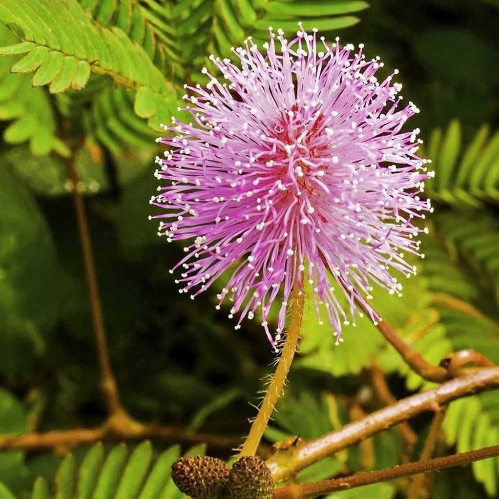 Pink Mimosa Pudica Flower seeds for Planting - Bright Blooms, Heirloom & GMO Free Seeds for Home Garden