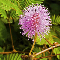 Pink Mimosa Pudica Flower seeds for Planting - Bright Blooms, Heirloom & GMO Free Seeds for Home Garden