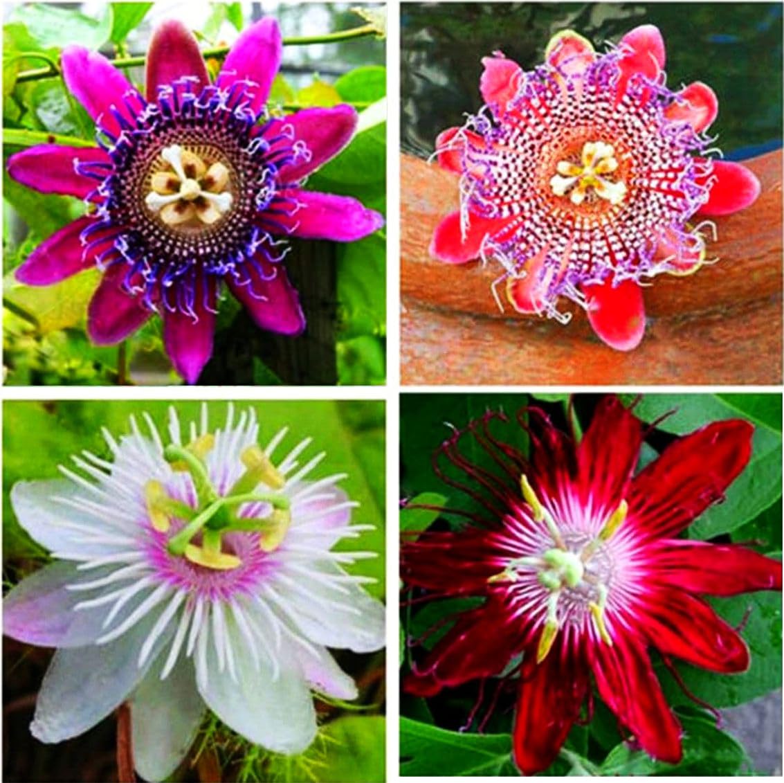 Mixed Colour Passion Flower Seeds for Planting Hardy Variety Heirloom & GMO Free Seeds for Home Garden
 
 Sale