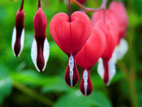 Pink Bleeding Hearts Flower seeds for Planting - Pollinator Friendly, Heirloom & GMO Free Seeds for Home Garden