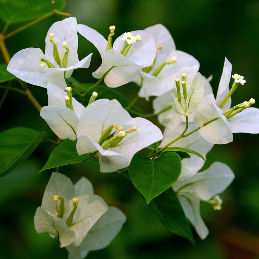 White Bougainvillea Kousa Flower Seeds for Planting | Elegant Flowering Seeds for Beautiful Gardens