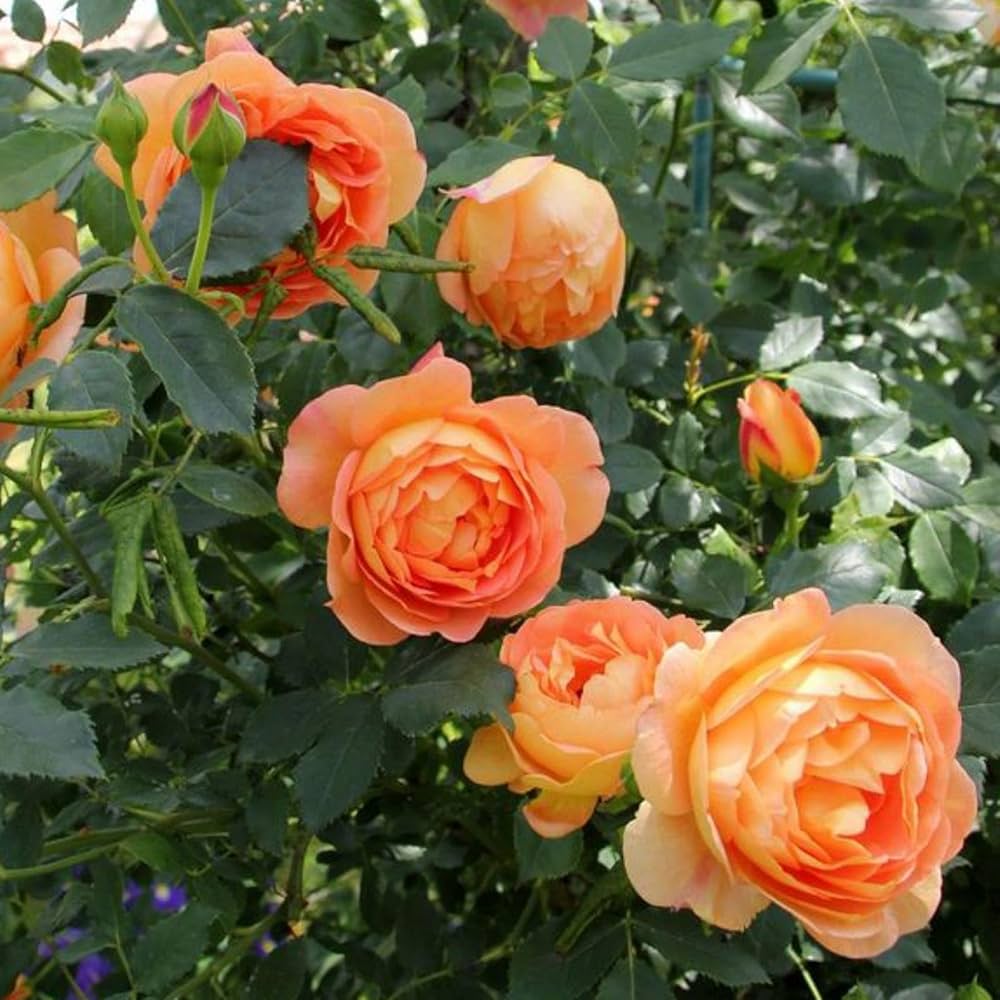 Full Orange Climbing Rose Flower seeds for Planting - Easy to Grow, Heirloom & GMO Free Seeds for Home Garden