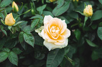 White Yellow Rose Flower seeds for Planting - Low Maintenance, Heirloom & GMO Free Seeds for Home Garden