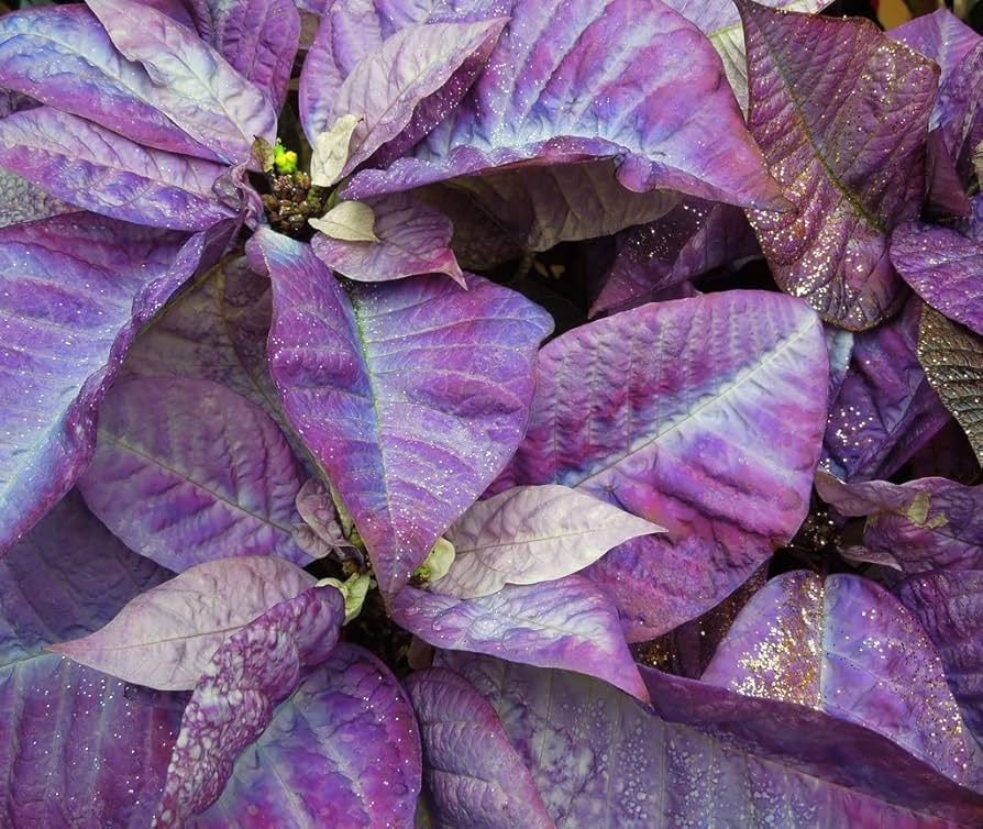 Purple Poinsettia Flower seeds for Planting - Long Bloom Season, Heirloom & GMO Free Seeds for Home Garden