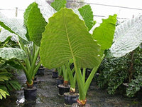 Alocasia Macrorrhiza Flower seeds for Planting - Bright Blooms, Heirloom & GMO Free Seeds for Home Garden