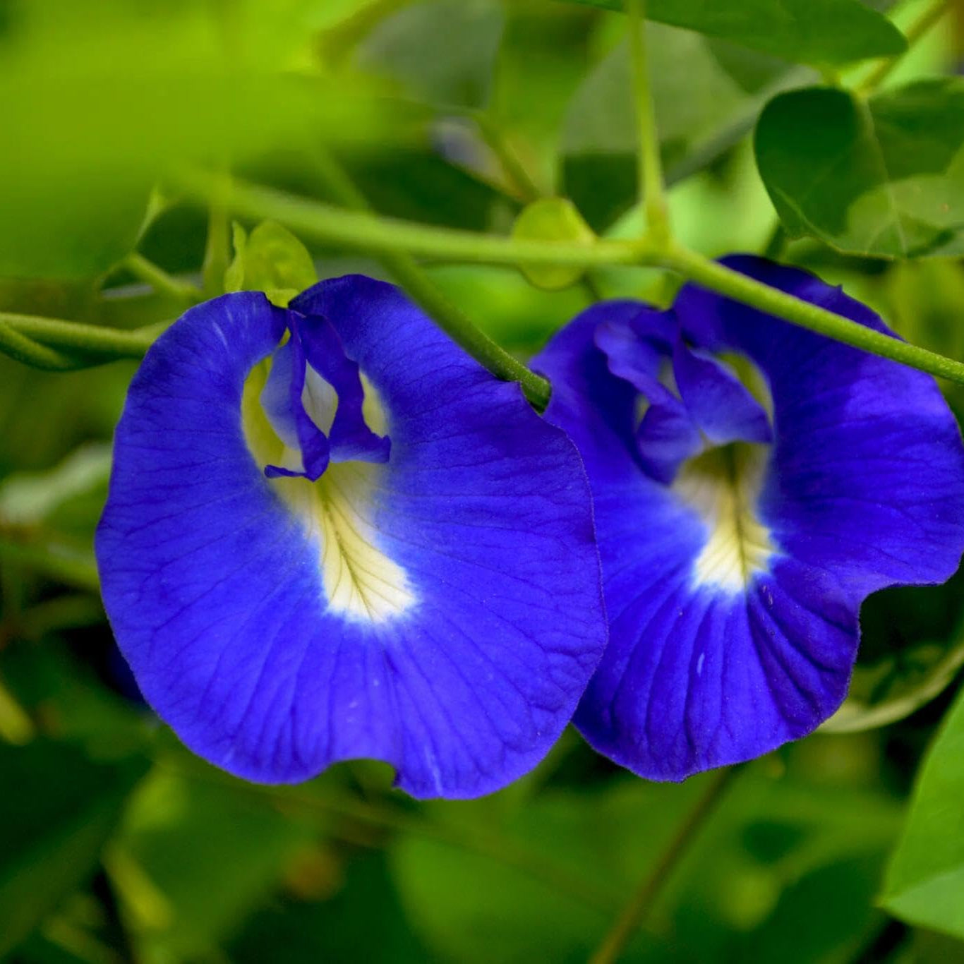 Clitoria Ternatea Flower seeds for Planting - Sun Loving, Heirloom & GMO Free Seeds for Home Garden