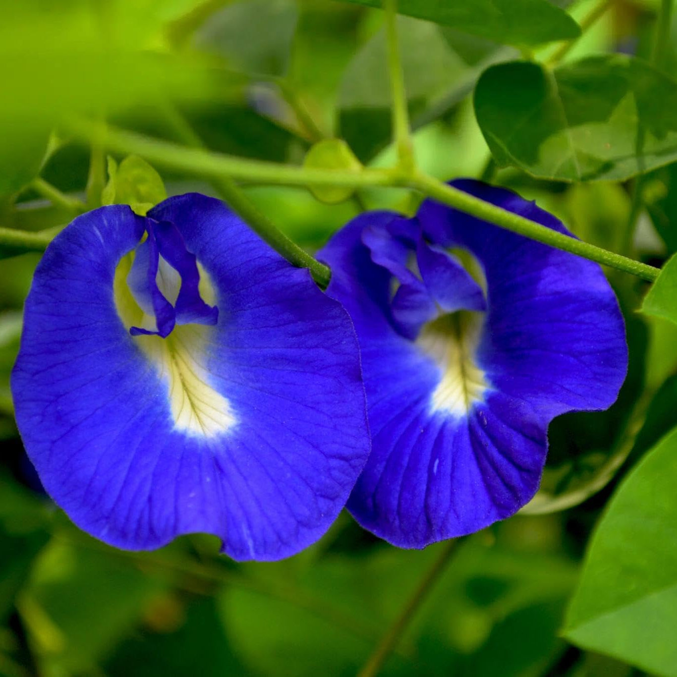 Pea Flower seeds for Planting Compact Growth Heirloom & GMO Free Seeds for Home Garden 
 
 Sale