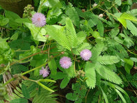Mimosa Pudica Flower seeds for Planting Drought Tolerant Heirloom & GMO Free Seeds for Home Garden