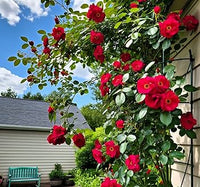 Red Climbing Rose Flower seeds for Planting - Drought Tolerant, Heirloom & GMO Free Seeds for Home Garden
