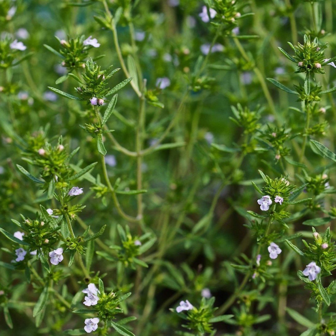 Satureia Hortensis Flower seeds for Planting - Compact Growth, Heirloom & GMO Free Seeds for Home Garden