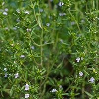 Satureia Hortensis Flower seeds for Planting - Compact Growth, Heirloom & GMO Free Seeds for Home Garden