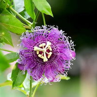 Purple Passionflower Flower seeds for Planting - Compact Growth, Heirloom & GMO Free Seeds for Home Garden