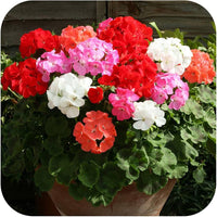 Multi-Colour Geranium Flower seeds for Planting - Low Maintenance, Heirloom & GMO Free Seeds for Home Garden