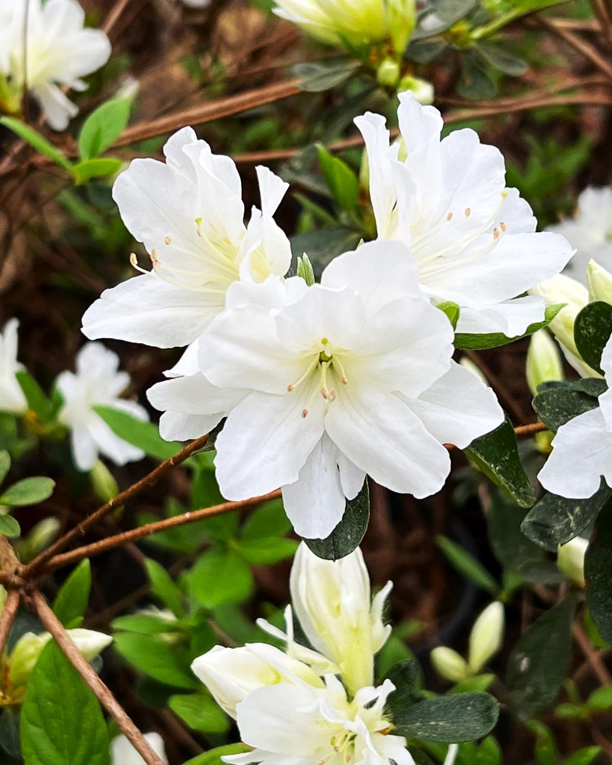 White Azalea Tree Seeds for Beautiful Garden Planting - Seeds for Stunning Blossoms and Outdoor Charm