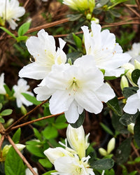 White Azalea Tree Seeds for Beautiful Garden Planting - Seeds for Stunning Blossoms and Outdoor Charm