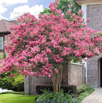Pink Crape Myrtle Flower seeds for Planting Compact Growth Heirloom & GMO Free Seeds for Home Garden 
 
 Sale