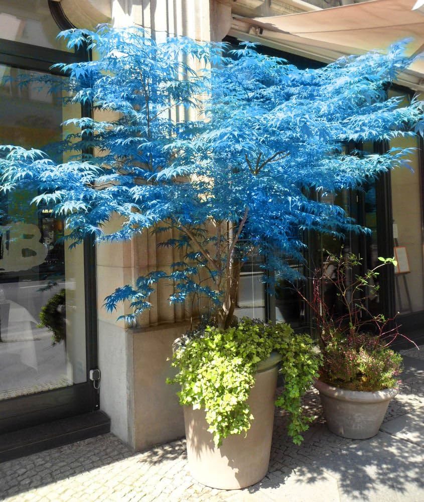 Blaue Ahornbaum Seeds for Planting  Premium Quality Tree Seeds
