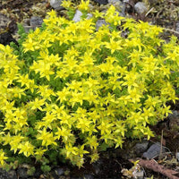 Yellow Stonecrop Flower seeds for Planting - Garden Favorite, Heirloom & GMO Free Seeds for Home Garden
 
 Sale
