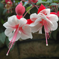 Red White Fuchsia Seeds Flower seeds for Planting - Shade Tolerant, Heirloom & GMO Free Seeds for Home Garden