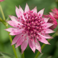 Astrantia Astrantia spp Flower Seeds for Planting in Flower Bed
