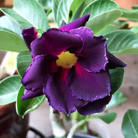 Purple Adenium Obesum Flower seeds for Planting - Vibrant Colors, Heirloom & GMO Free Seeds for Home Garden