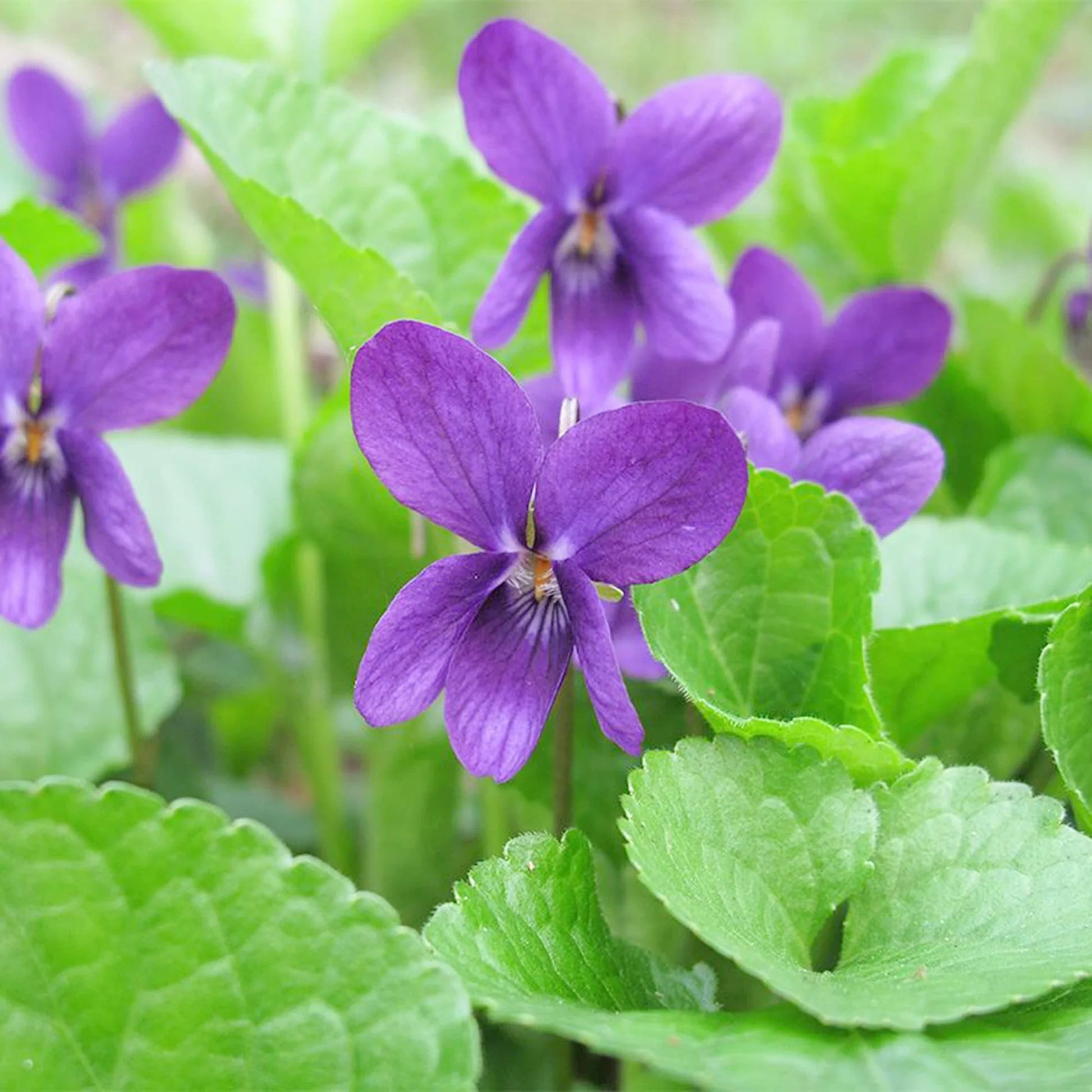 Heirloom Viola Odorata Flower seeds for Planting Perfect for Borders Heirloom & GMO Free Seeds for Home Garden