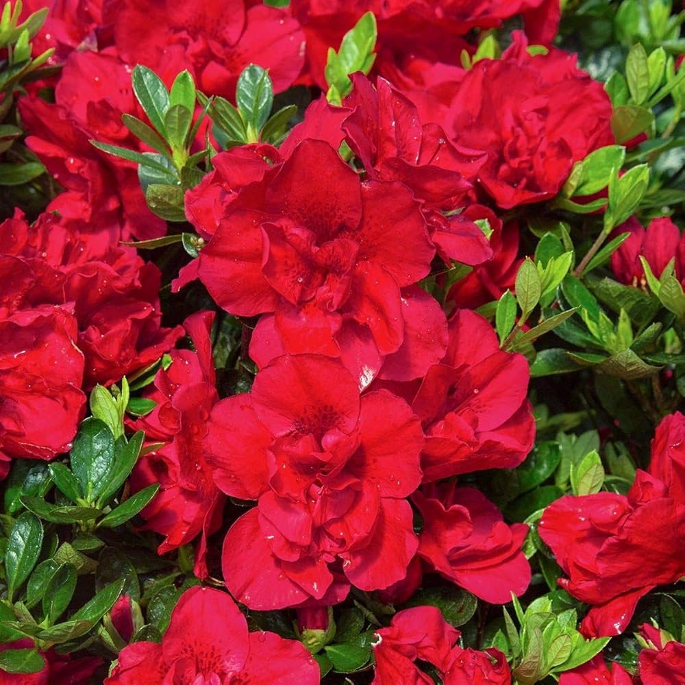 Red Azalea Flower Seeds for Planting Easy to Grow Heirloom & GMO Free Seeds for Home Garden
 
 Sale