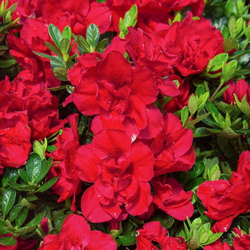 Red Azalea Flower Seeds for Planting Easy to Grow Heirloom & GMO Free Seeds for Home Garden
 
 Sale