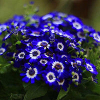 Cineraria Mixed Flower Seeds for Planting flower bed