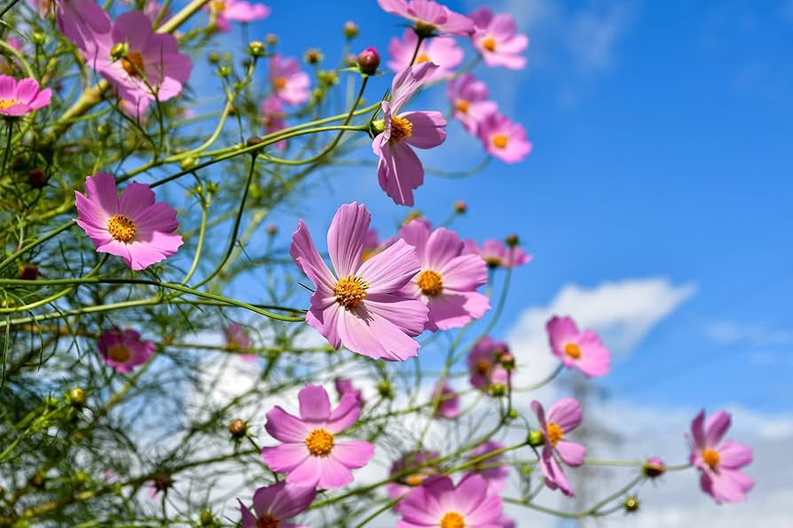 Cosmos Bipinnatus Flower Seeds (Kosmos-Blumensamen)