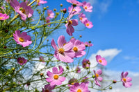 Cosmos Bipinnatus Flower Seeds (Kosmos-Blumensamen)