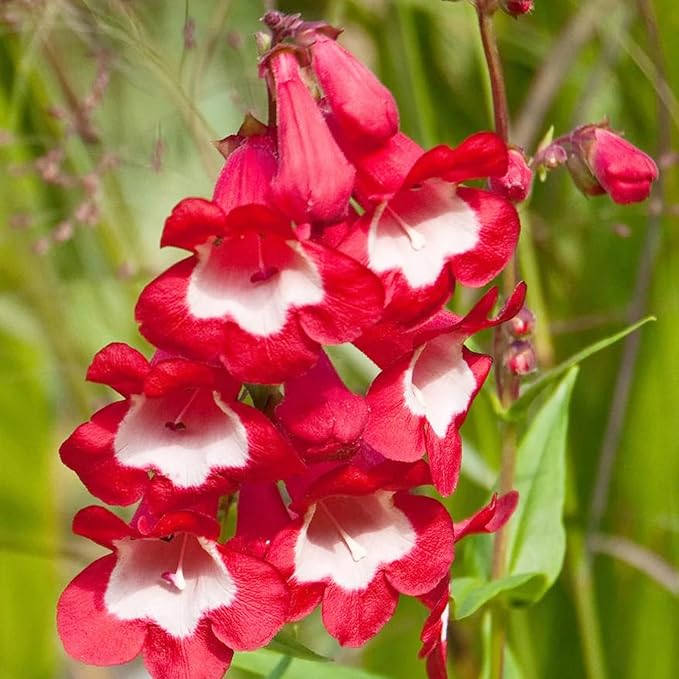 Red Penstemon Flower seeds for Planting - Long Bloom Season, Heirloom & GMO Free Seeds for Home Garden