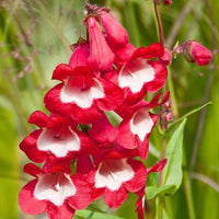 Red Penstemon Flower seeds for Planting - Long Bloom Season, Heirloom & GMO Free Seeds for Home Garden