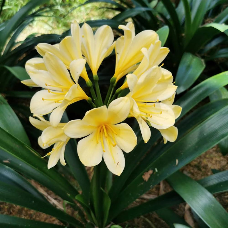 Light Yellow Natal Lily or Bush Lily Flower seeds for Planting - Drought Tolerant, Heirloom & GMO Free Seeds for Home Garden