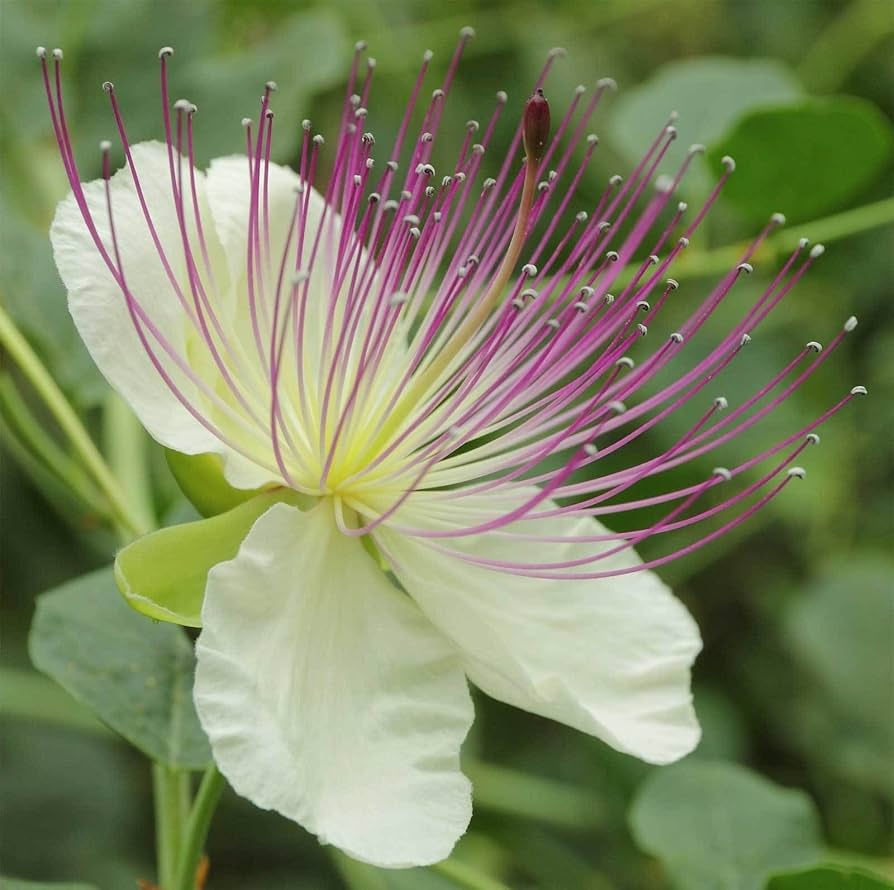 Alcaparras Flower seeds for Planting Pollinator Friendly Heirloom & GMO Free Seeds for Home Garden