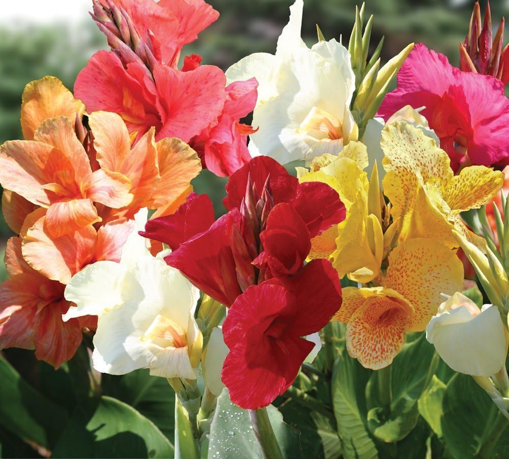 Tall Canna Lily Flower seeds for Planting - Sun Loving, Heirloom & GMO Free Seeds for Home Garden