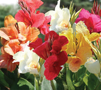 Tall Canna Lily Flower seeds for Planting - Sun Loving, Heirloom & GMO Free Seeds for Home Garden