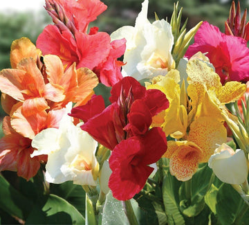 Tall Canna Lily Flower seeds for Planting - Sun Loving, Heirloom & GMO Free Seeds for Home Garden